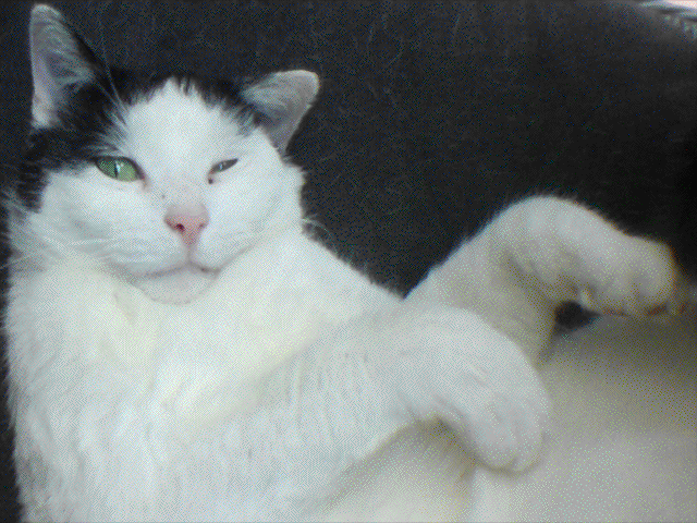 Bild "Emil:Katze_animiert_3.GIF"